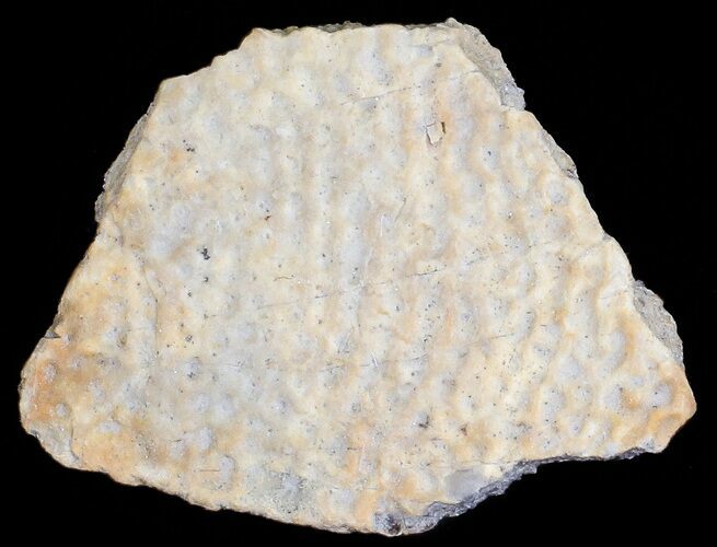 Fossil Turtle Shell Section - Montana #71226